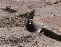 Dark eyed Junco Slate colored